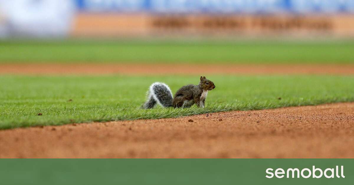 Photo: 'Rally Squirrel' makes Cardinals' World Series rings 